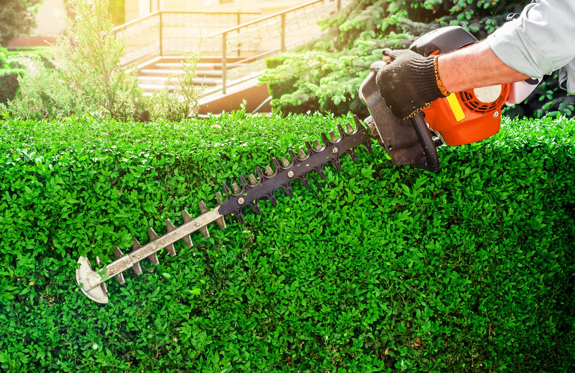 Worker hands pruning bushes with garden gasoline scissors. Work in garden, pruning hedge